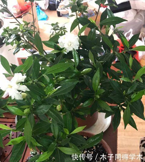 茉莉花|这三种花，越淋雨越爱开花，夏天赶紧搬出去