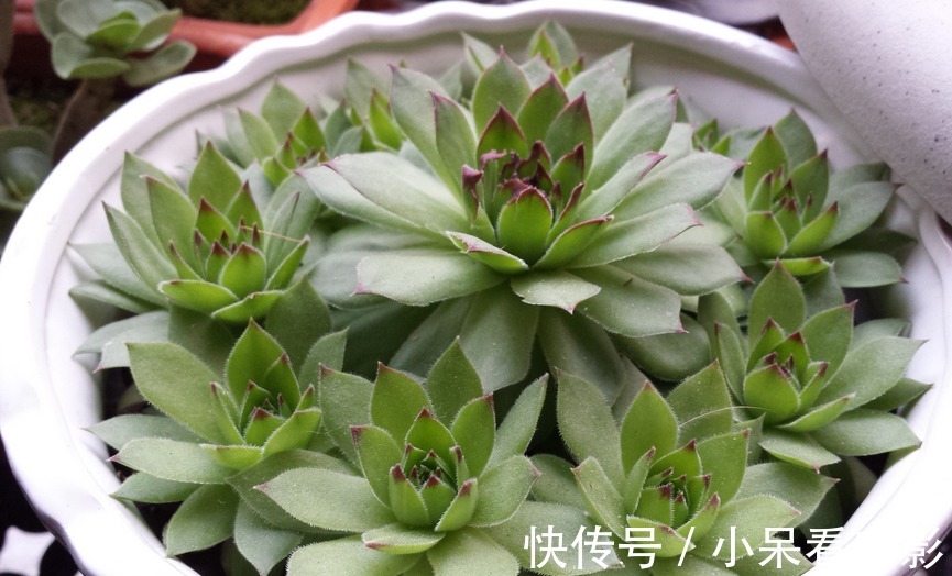 多肉植物观音莲,下崽都是一圈又一圈的,夏季盆栽需谨记3点