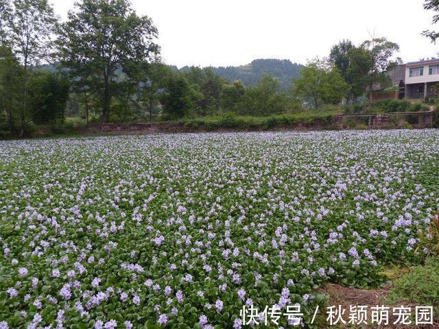 在我国泛滥的水葫芦，弱点实在太好笑，只用一招就能将它们团灭