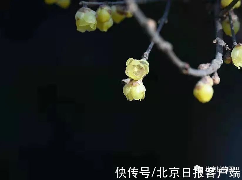 赏梅|暗香扑鼻来，花开正当时！北京号带您“云”赏蜡梅