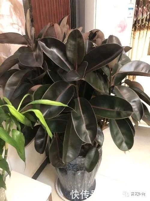 君子兰发财树天竺葵三角梅|这5种懒人方法,养君子兰发财树天竺葵三角梅都行,养花人需知