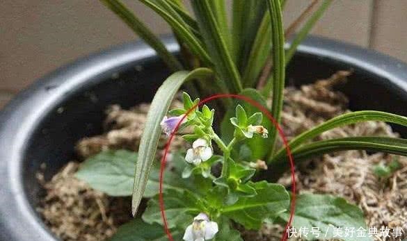 养了快十年花才明白,花盆里长的“杂草”别拔,留着很有用处