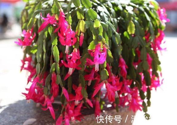 陶粒|养多肉、蟹爪兰、君子兰,用它就能根固叶茂,远离烂根困扰