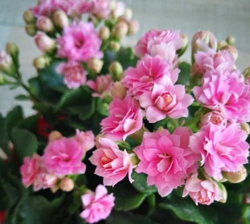 种花|4种花很漂亮,养家里1盆,幸福、财源滚滚,一养就是10年!