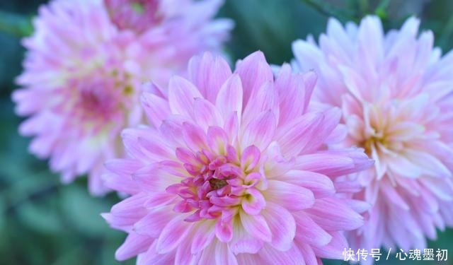 院子中一定要种的花,它的美远超你的想象!