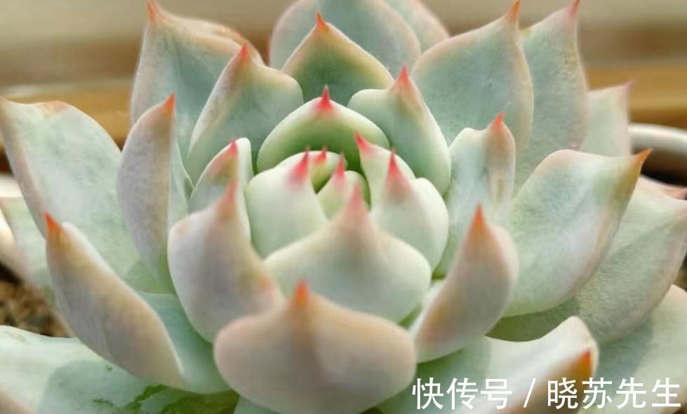 多肉上盆做好这四点,服盆快生长好,爆盆容易状态好