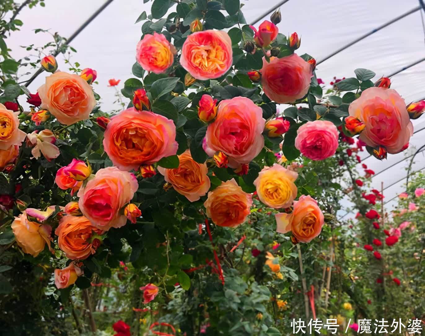 院子别空着,10种藤本月季,总有一种值得你喜欢