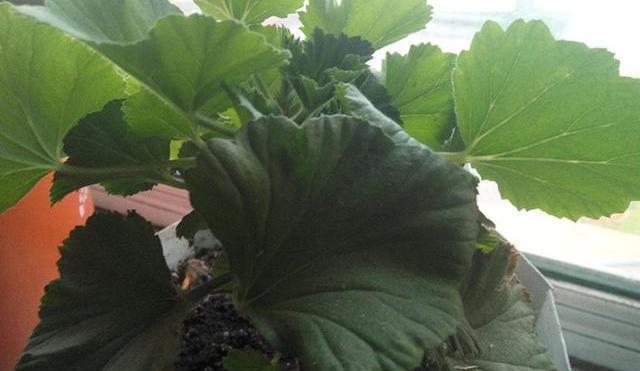 养花25年,就认准了这种土,十年不换盆都啥事没有!