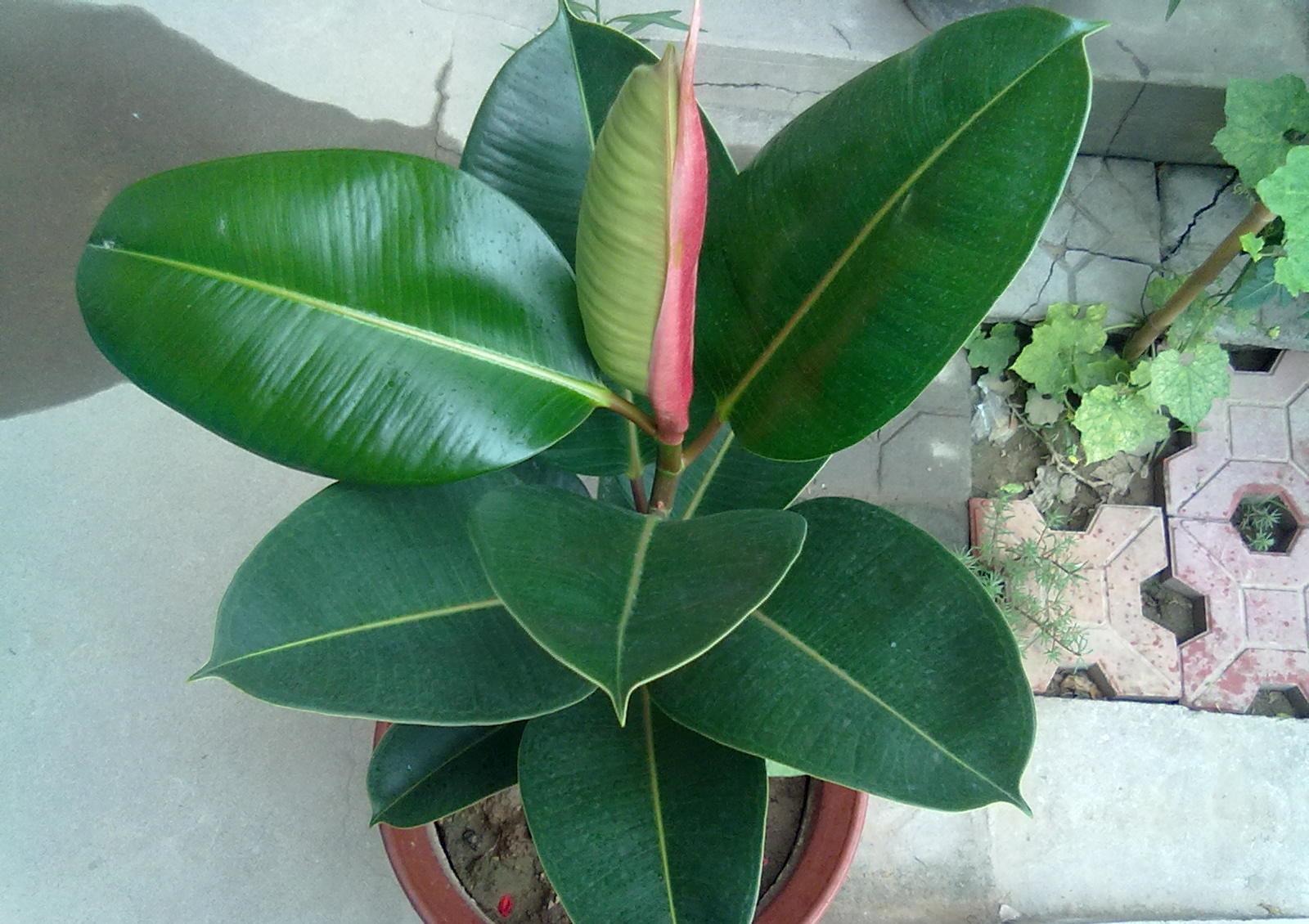 4种植物，新房子刚装修，摆放进去，能去除异味净化空气