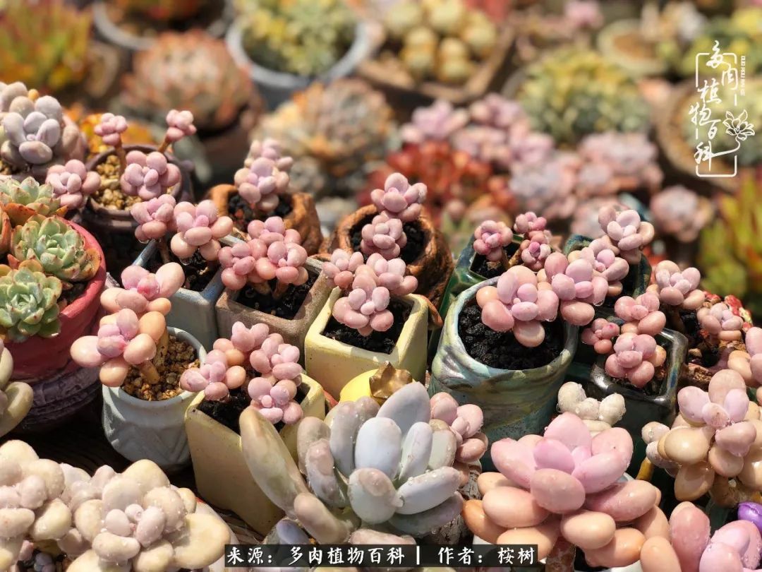 多肉度夏经验谈四季皆露养，兢兢业业养肉三年半！
