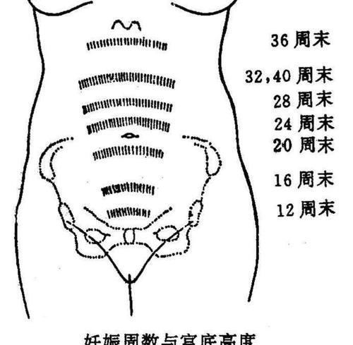 胎儿|怀孕后多久开始显怀，不显怀是否是胎儿发育不良？孕妈要搞清