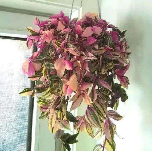 土壤|5种易繁殖的花，只需养1盆，1年繁殖几十盆，送亲朋倍有面子！