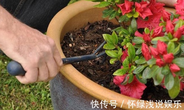 坏习惯|喜欢养花，先戒掉7个坏习惯，不然啥花也养不好，你占了几个？