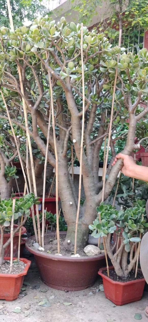 烂根|20年的玉树,10年的芦荟,枝干“胳膊粗”,是这样养成的