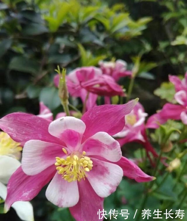 有些花名字太奇葩,叫出口太尴尬,开花却很美!