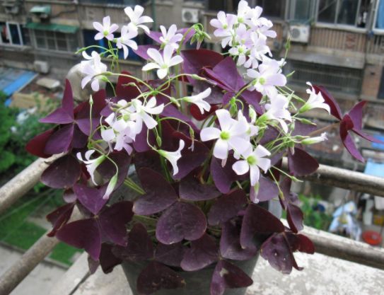 几种花养家里，福旺运旺财更旺，不用费心，就能长的特别好