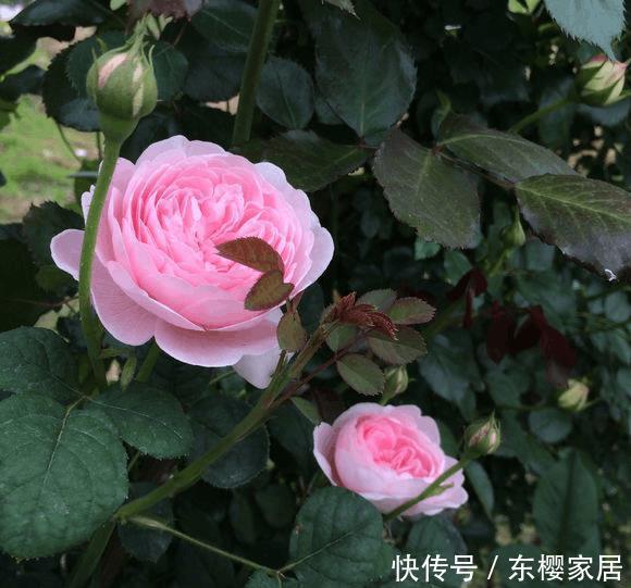 月季的逆袭之旅,丑一季,美一年