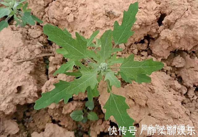 香椿|蒲公英、香椿、榆树钱、白蒿……一种野菜治一种病