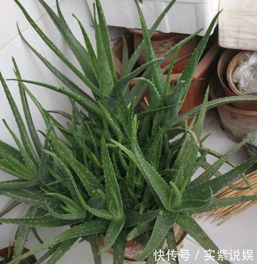 养分|养芦荟,按照这个“路子”,蹭蹭冒小芽,叶片粗壮厚实,挤满盆