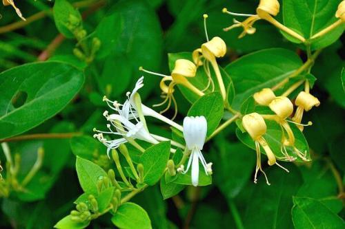 绿原酸|辟谣金银花泡水喝能消炎、调节免疫力没根据的言论别轻易信了