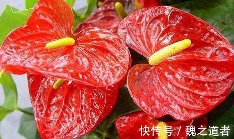 绿化处|养花总养不活,不妨看看这些花朵,超级好养,耐热耐寒易爆盆