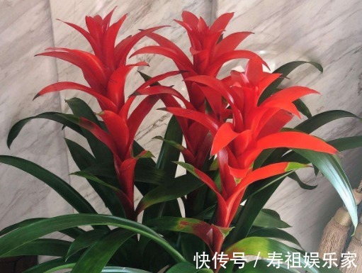 日子想要过红火，“3种花”一定要养，新年进门见喜，鱼跃龙门
