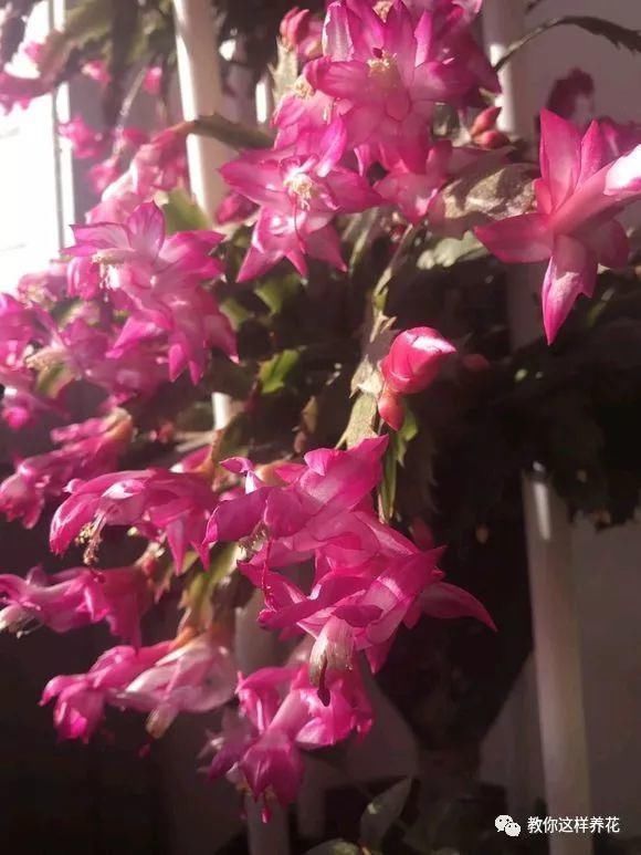 老花匠|老花匠:扔4种“东西”,就是扔钱,比花肥还好用,不花钱!