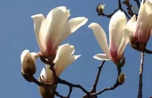 瑞香花|全国56市市花,太美了