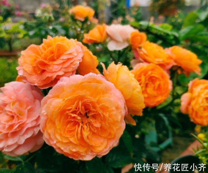 虫害|进入三伏天后，月季必做“3件事”，否则黄叶又烂根