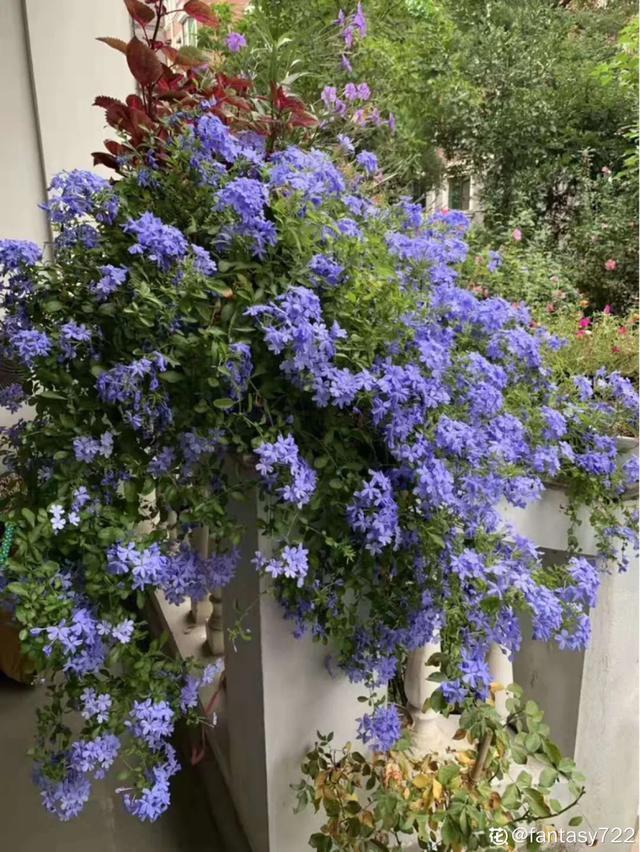 想要家里四季花开，这20种花，连续能开300天，完全不歇气