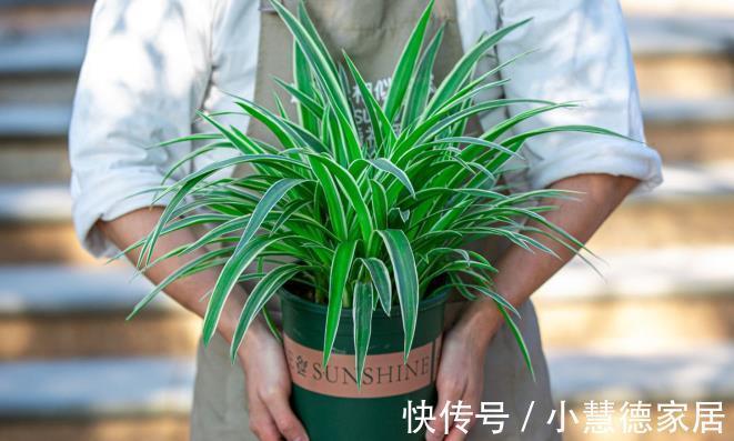 剪口|吊兰长得杂乱无章，偷偷教你一招，叶片油绿宽大，枝繁叶茂