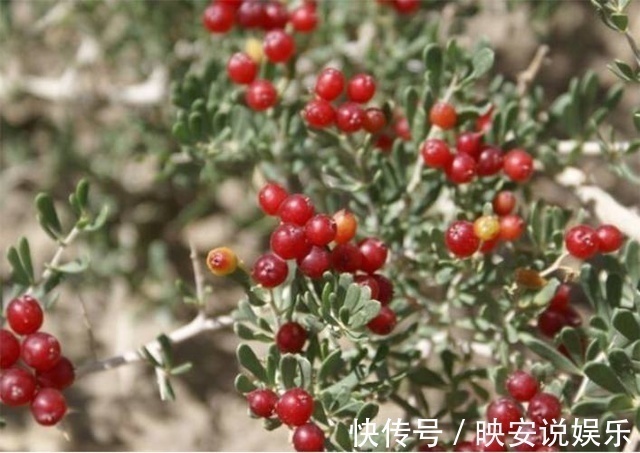 疯长|农村疯长的它,调月经还催乳,养生女士的最爱,却还有人不认识!