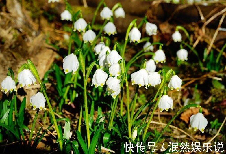 花男人|最擅长敛财持家的三属相女，旺夫运也是一流，男人娶到了就是赚到