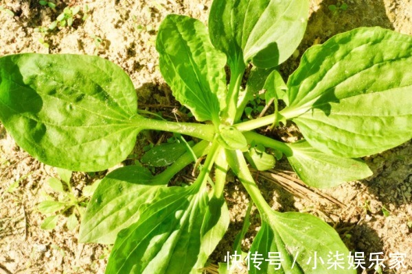 中国药典|隔三差五吃点车前草好处真不少，除治疗支气管炎，还有不少好处