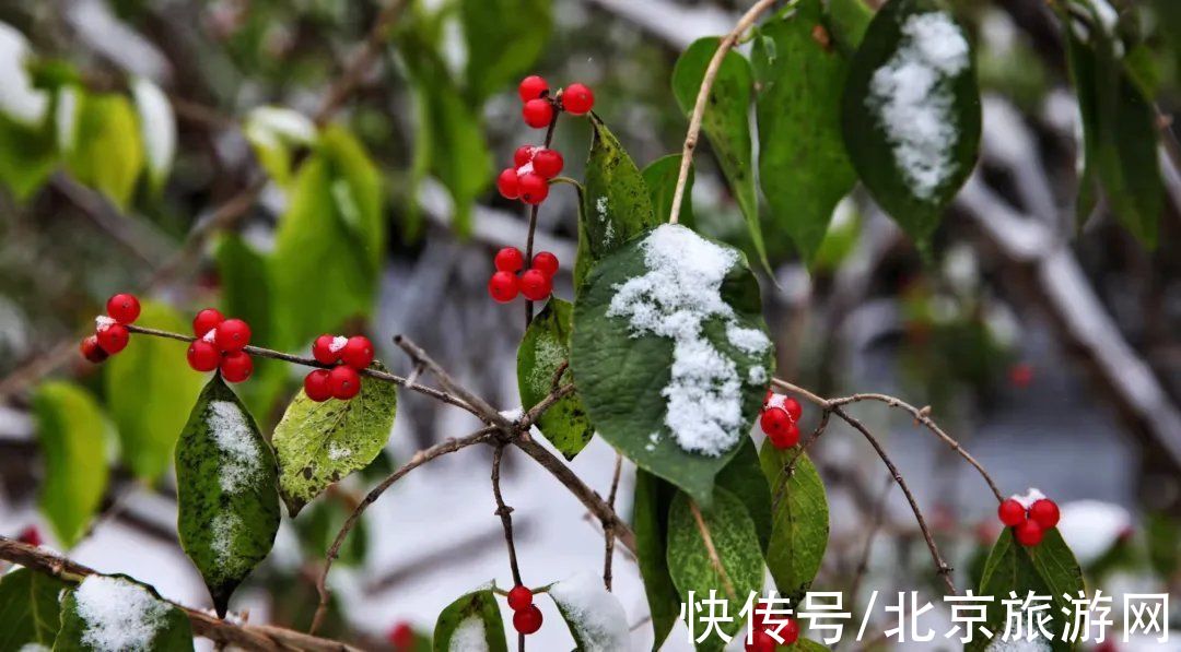 白雪世界|雪色与秋色荟萃出自然之美！