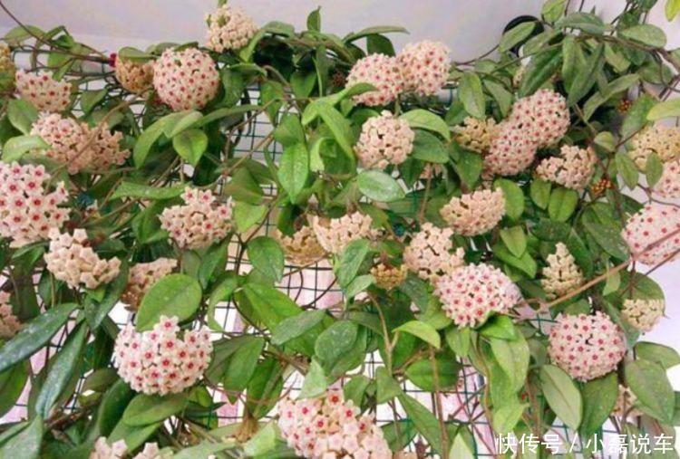 种花|4种花自带财运,家里养一盆,招财纳福好运来,越养越喜欢