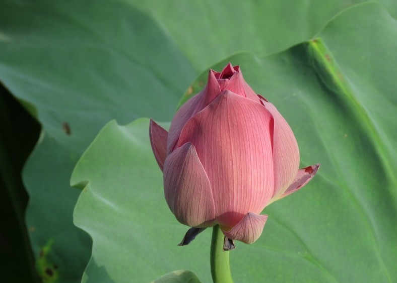 潜力|三属相女命中有福有禄，从小多才多艺，潜力十足，日子越来越幸福