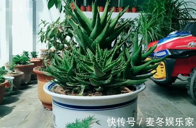 花友们|不会给长刺的芦荟换盆，花姐用这个工具来教你，放上沙土换好芦荟