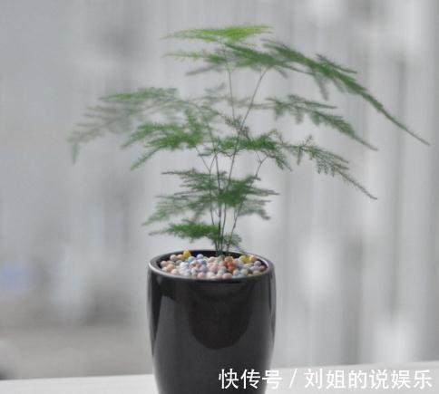 怎样能将文竹养的绿油油