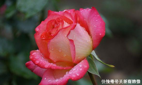 种花|4种花是懒人的最爱，好养易好颜值高，美极了