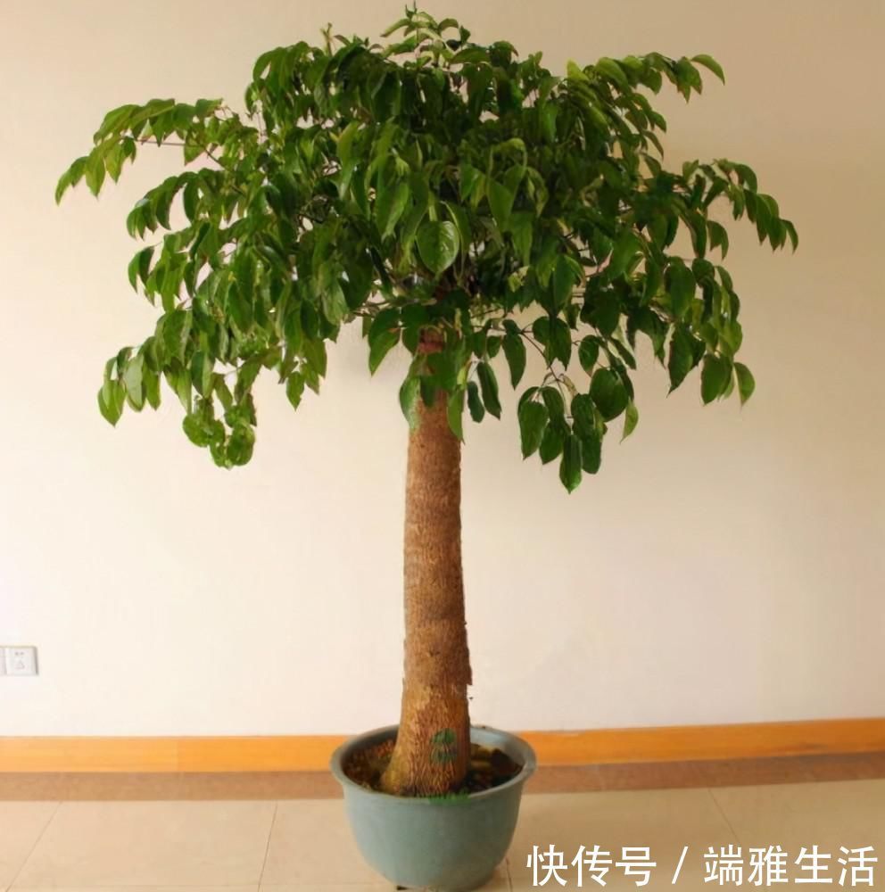 幸福树、绿宝树、鸭脚木有什么区别？养护时出现问题，怎么解决？