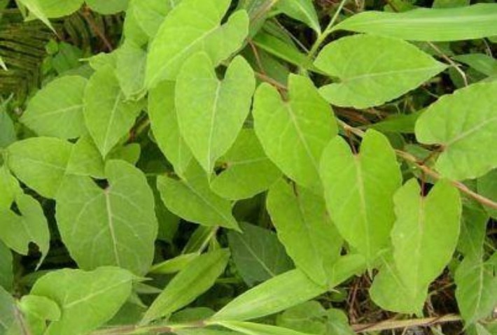 何首乌|以下四种野菜,具有很大的药用价值,吃过两种以上的不多了