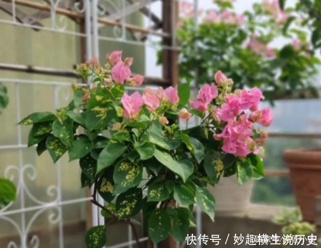 三角梅|45种三角梅品种,红、橙、黄、绿、白、紫,每一种都很好看!