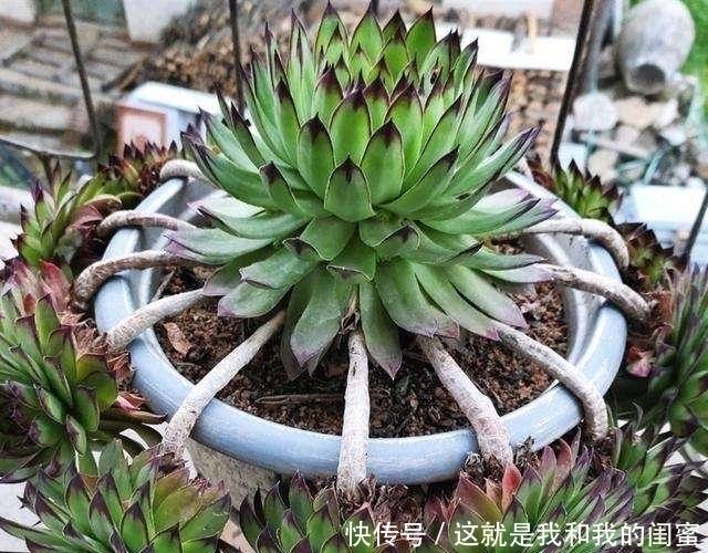 犯愁|多肉观音莲,最爱“吃大饼”,一摊一大张,一个夏天都犯愁