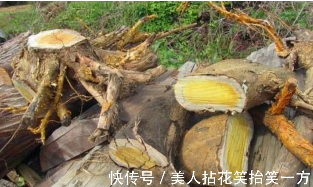 农村|农村这罕见的树木,它曾是皇帝的御用树,现如今想找到都困难!