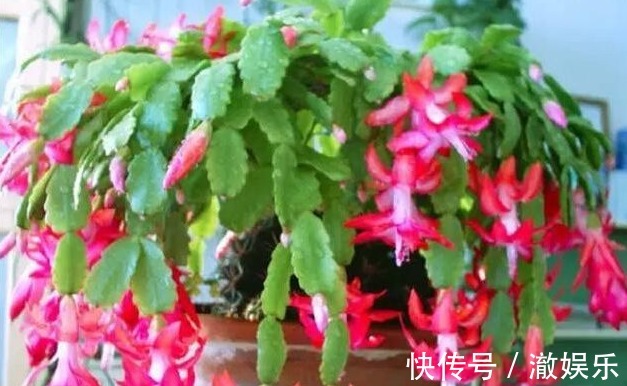 蟹爪兰花期过后,3个“细节”别忽略,叶片疯长,下次开花翻三番