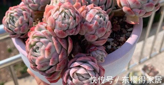 色彩斑斓|多肉冰梅这么养，能爆盆易变美，色彩斑斓惹人醉，还有迷人的香味