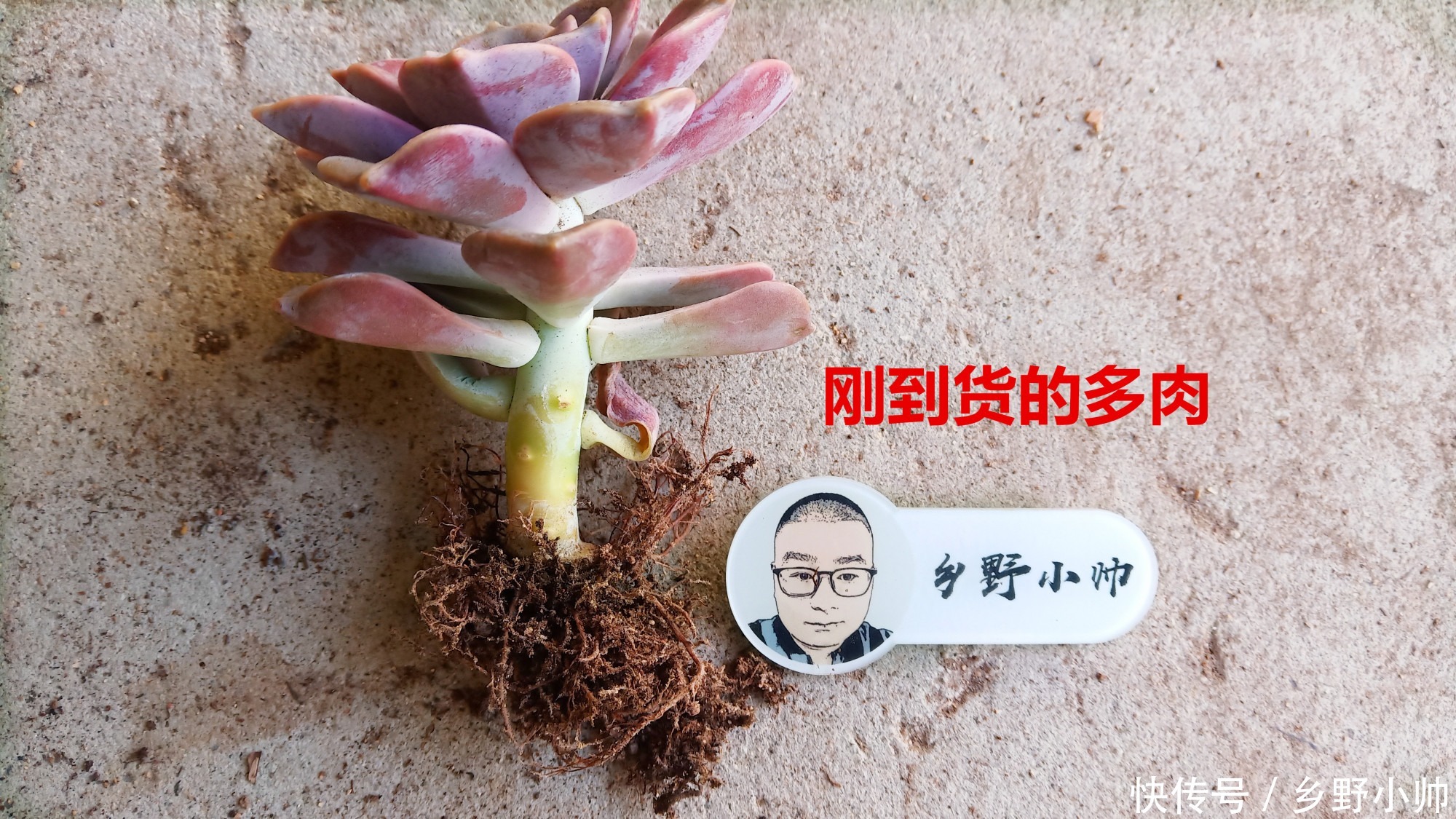 多肉到货后,新手不知该如何做,看完这几点就懂了