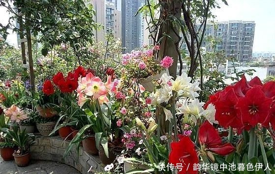 家里养花,乱浇这“3肥水”,烧根烂叶、土壤板结,难怪养不活!