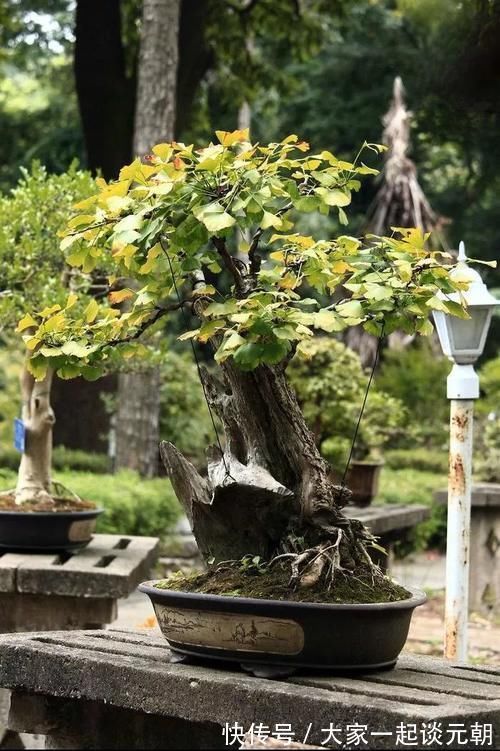 铁树|能养100年的花，养一盆成传家宝，越老越值钱！
